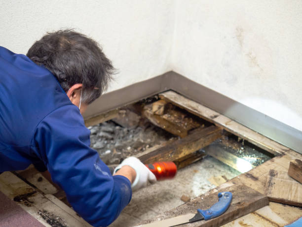 Best Mold Damage Repair  in Cedar Bluff, AL