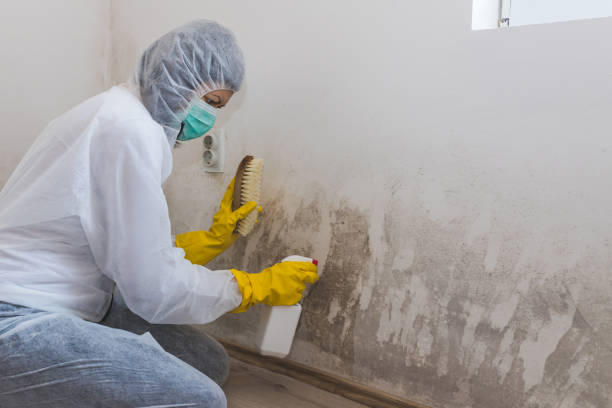Certified Mold Removal in Cedar Bluff, AL