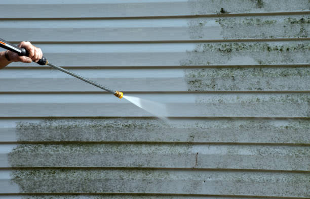 Mold Removal and Inspection in Cedar Bluff, AL