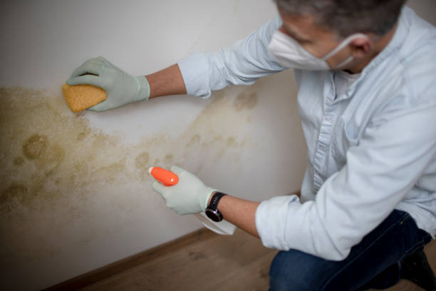 Best Black Mold Removal  in Cedar Bluff, AL