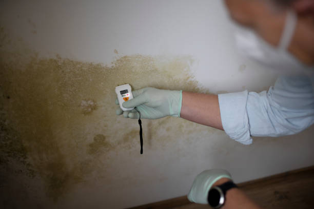Best Mold Removal and Inspection  in Cedar Bluff, AL
