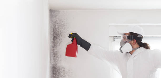 Best Office Mold Removal Services  in Cedar Bluff, AL