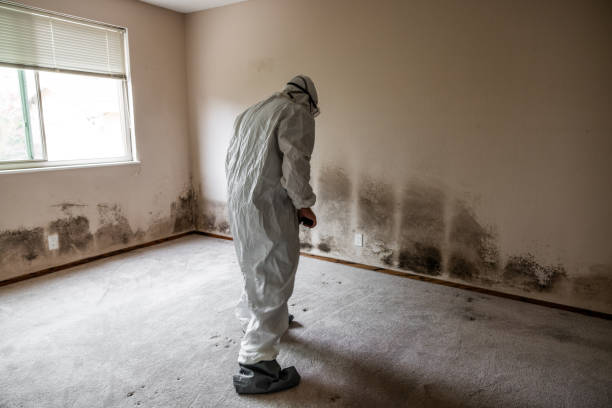 Best Local Mold Removal Service  in Cedar Bluff, AL