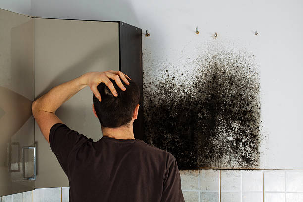 Best Local Mold Removal Service  in Cedar Bluff, AL