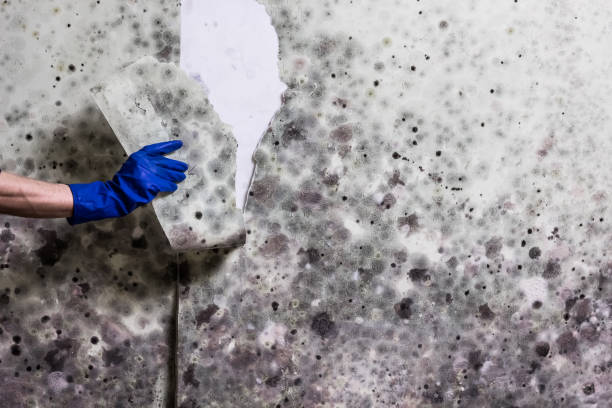 Best Affordable Mold Removal  in Cedar Bluff, AL